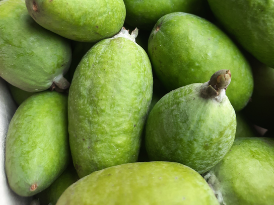 Feijoa