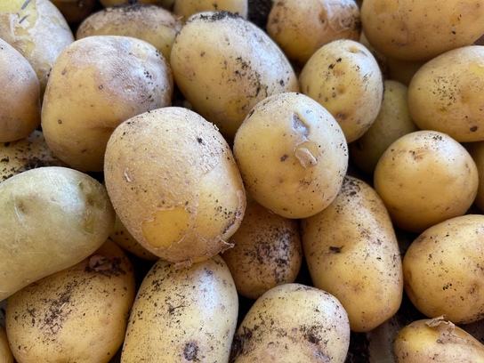 Pommes de terre nouvelle