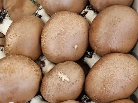 Champignons de Paris rosés