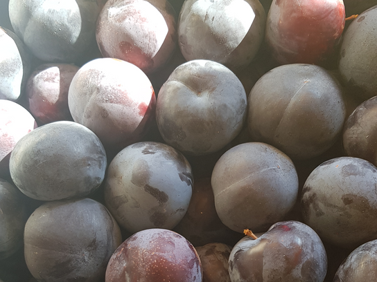 Prune 'Black Amber'