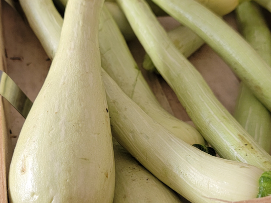Courgette de tromba Albenga
