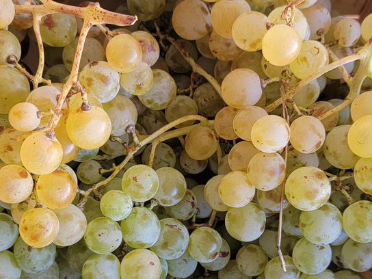 Raisins blancs Dattier de Beyrouth