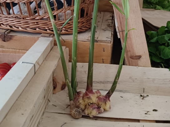 Gingembre frais BIO petit rhizome avec tige