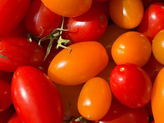 Tomates cerises