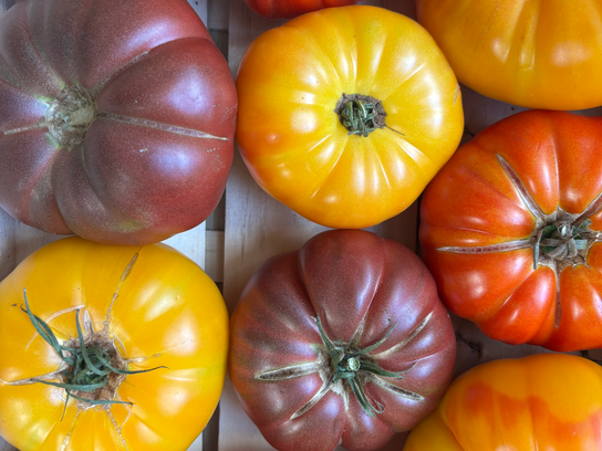 Tomates Anciennes