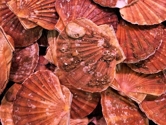 Coquille Saint-Jacques ( avec coquille)