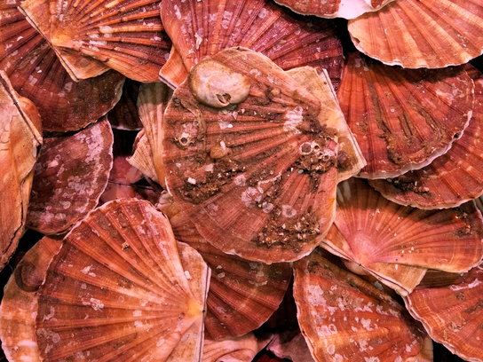 Coquilles St-Jacques (avec coquille) X 3 kg