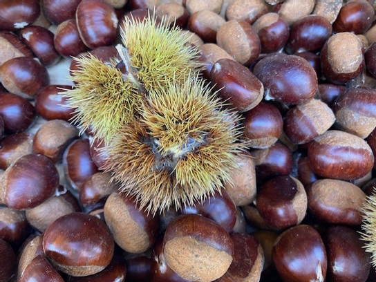 Marron