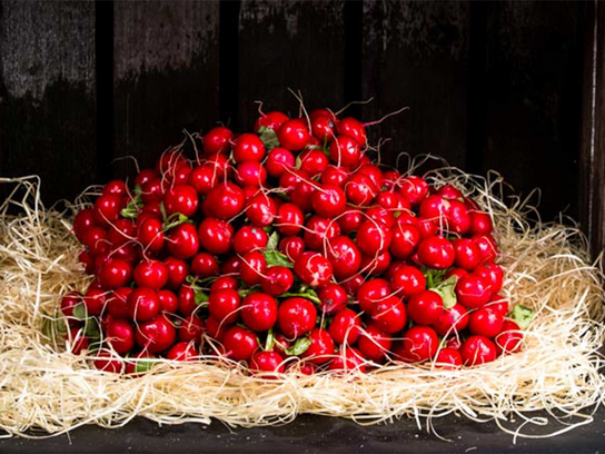 Radis rouge
