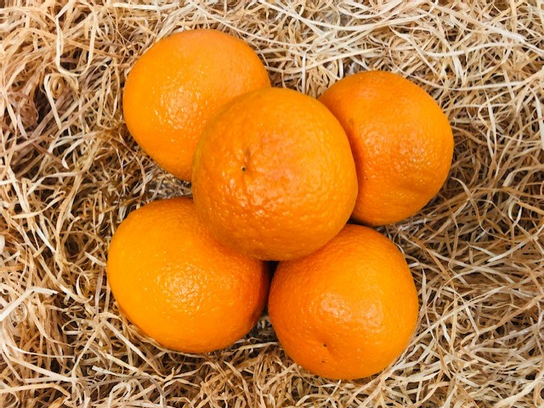 Orange MALTAISE