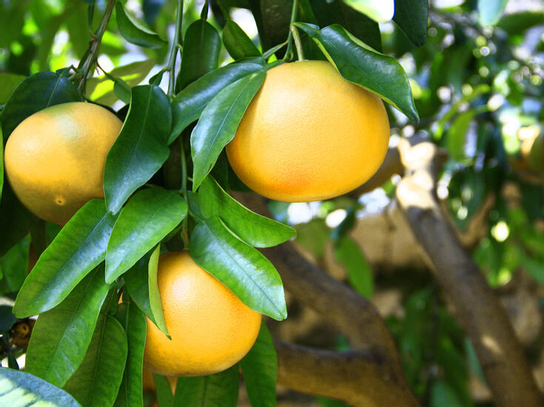 Pomelos rose