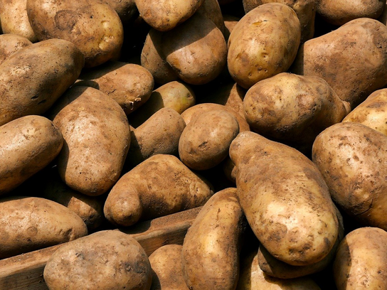 Pomme de terre Binjte