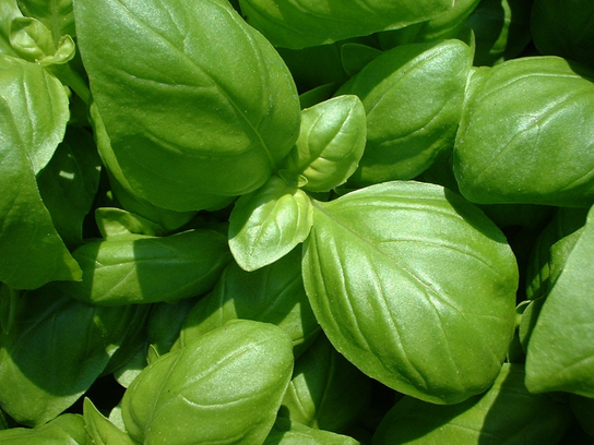 Basilic