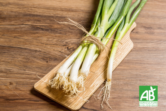 Oignons cébette en botte
