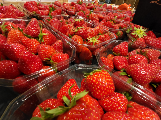 Fraises plougastel magnum