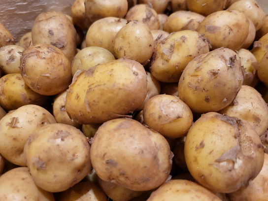 Pommes de terre Noirmoutier