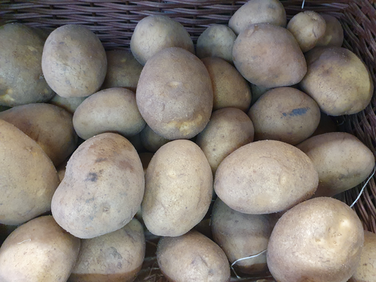 Pommes de terre Bintje