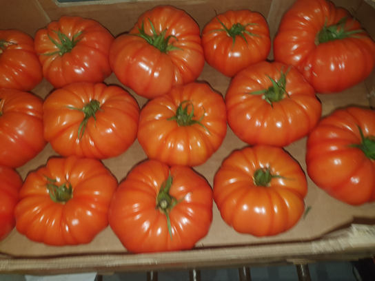 Tomate marmande
