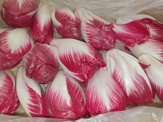 Endive Carmine