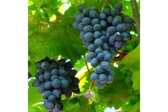 Raisin muscat