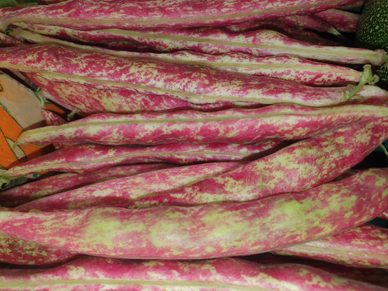 Burlotti