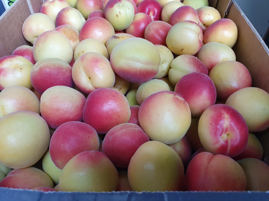 Abricots vanille