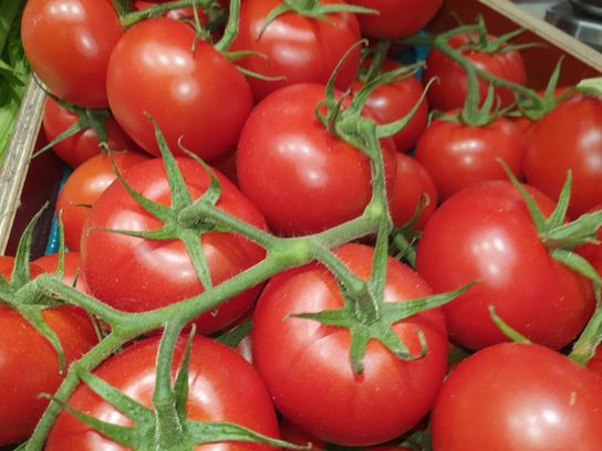 Tomate gustatives extra