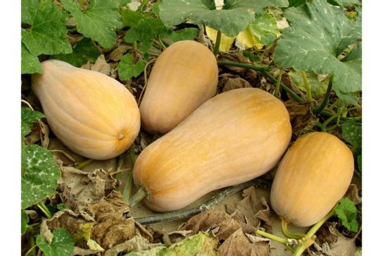 Courge butternut