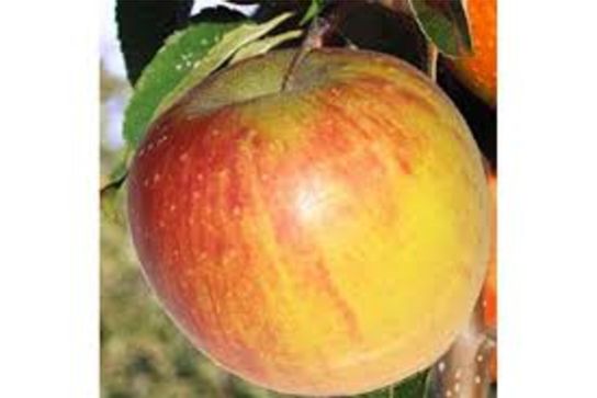 Pomme Rubinette