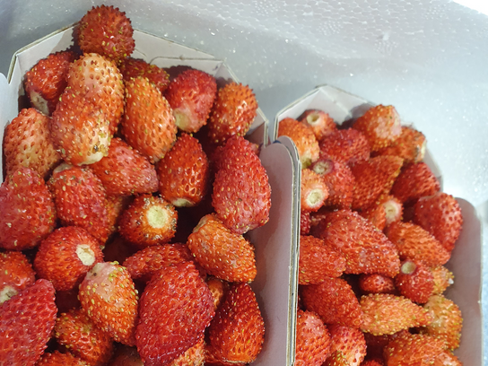 Fraises des bois