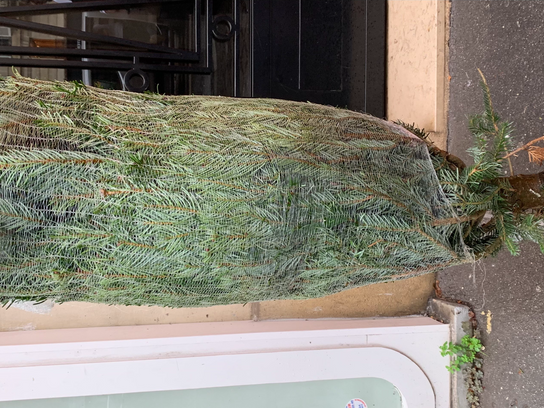 Sapin de Noël - 150 CM (click and collect uniquement)