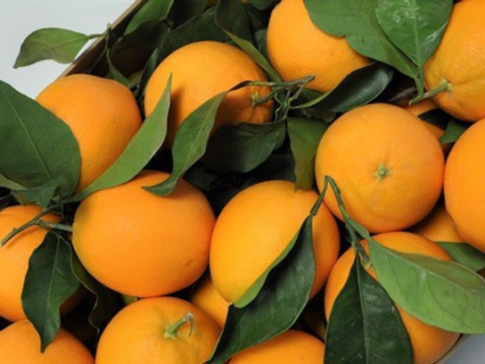 Orange à feuilles Portugal - 1kg en PROMOTION