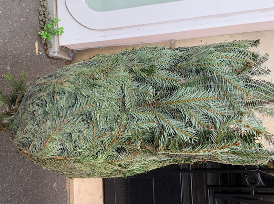 Sapin de Noël - 1M25 (click and collect uniquement)
