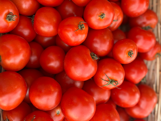 Tomates ronde pleine terre bio et local