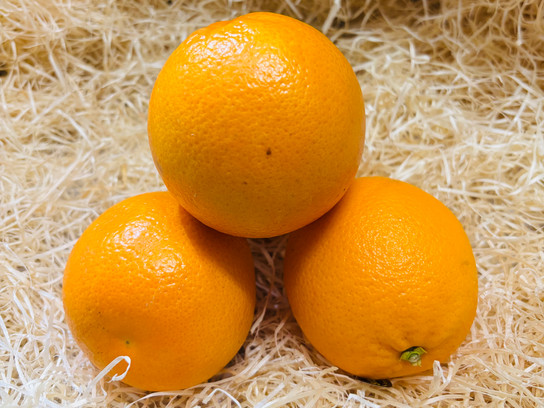 Orange à jus
