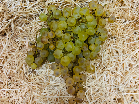 Raisins blancs Chasselas