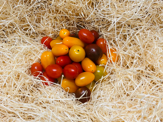 Tomate cerise couleur
