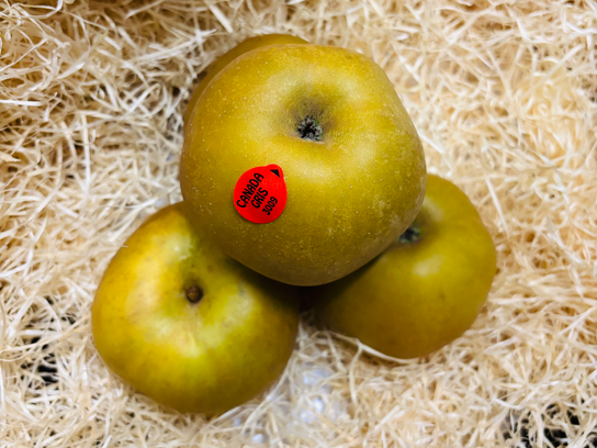 Pomme canada