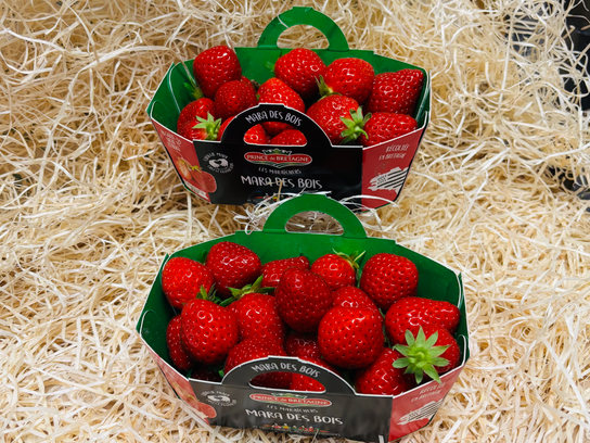 Fraises Mara des bois pleine terre