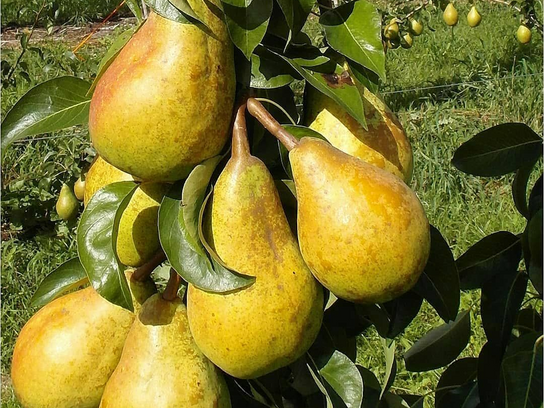 Poire Abath