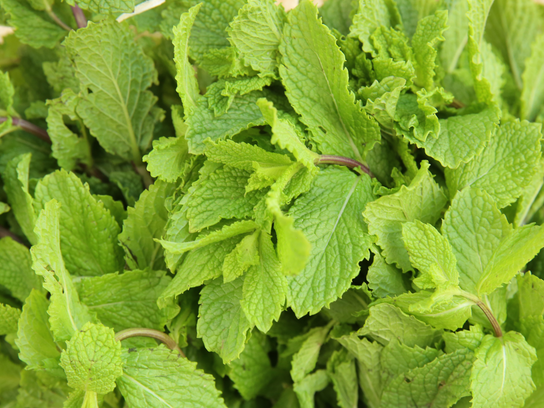Menthe