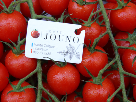 Tomates cerises Jouno
