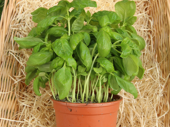 Pot de basilic