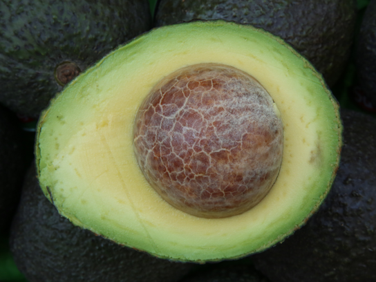 Avocat Hass gros