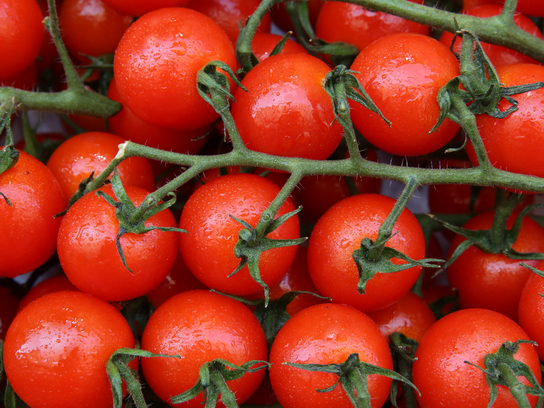 Tomates cerises