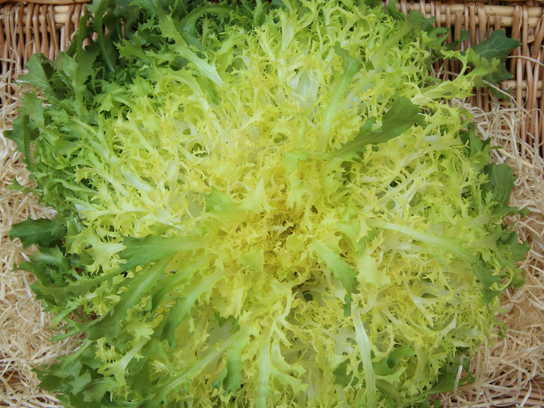 Frisée verte