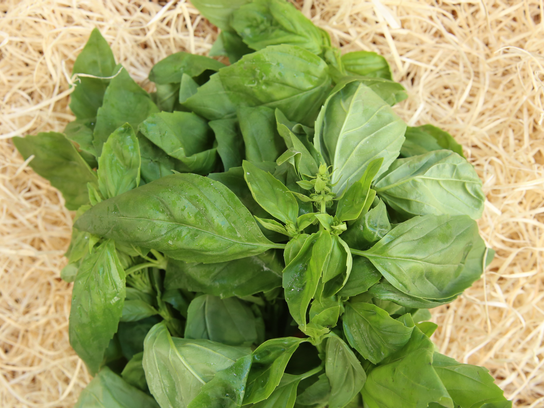 Basilic