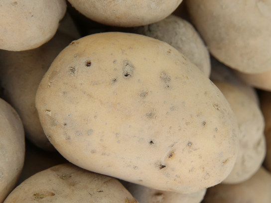 Pommes de terre Bintje