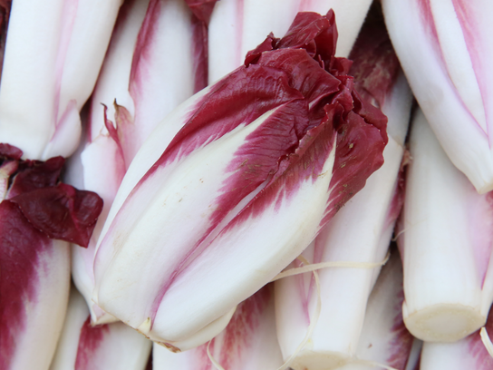 Endives rouge