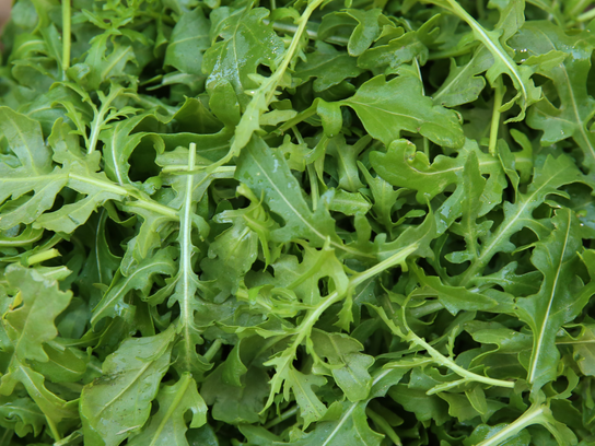 Roquette